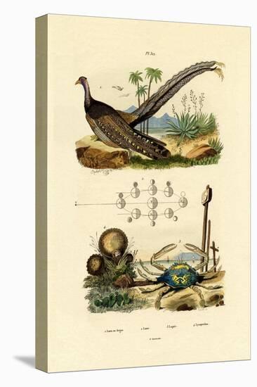 Argus Pheasant, 1833-39-null-Premier Image Canvas