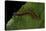 Argynnis Paphia (Silver-Washed Fritillary) - Caterpillar-Paul Starosta-Premier Image Canvas