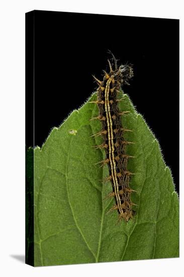 Argynnis Paphia (Silver-Washed Fritillary) - Caterpillar-Paul Starosta-Premier Image Canvas