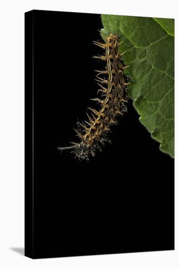 Argynnis Paphia (Silver-Washed Fritillary) - Caterpillar-Paul Starosta-Premier Image Canvas