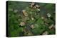 Arial View of Rainforest Village-W. Perry Conway-Premier Image Canvas