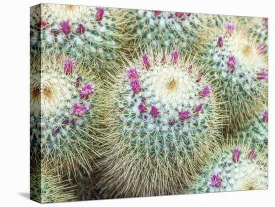 Arid Florals-Assaf Frank-Stretched Canvas