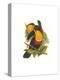 Ariel Toucan-John Gould-Stretched Canvas