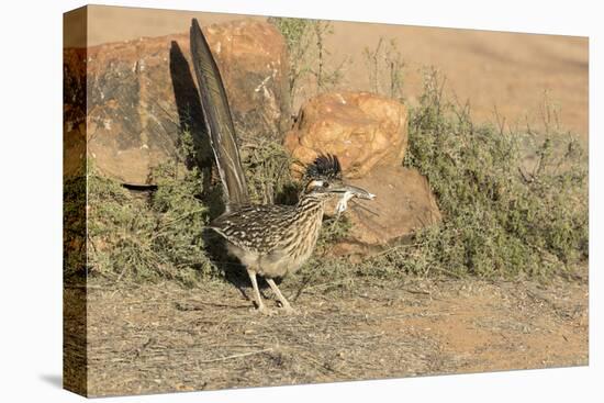 Arizona, Amado. Greater Roadrunner with Lizard-Jaynes Gallery-Premier Image Canvas