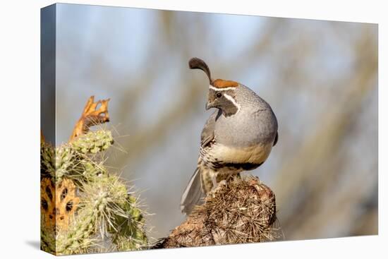 Arizona, Amado. Male Gambel's Quail Close-Up-Jaynes Gallery-Premier Image Canvas