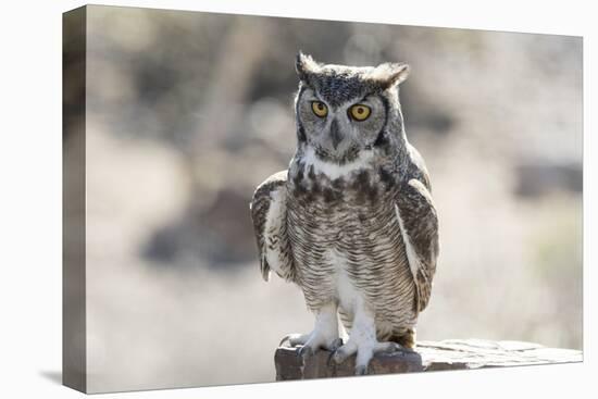 Arizona, Buckeye. Great Horned Owl Perched on House-Jaynes Gallery-Premier Image Canvas