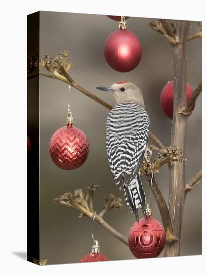 Arizona, Buckeye. Male Gila Woodpecker on Decorated Stalk at Christmas Time-Jaynes Gallery-Premier Image Canvas