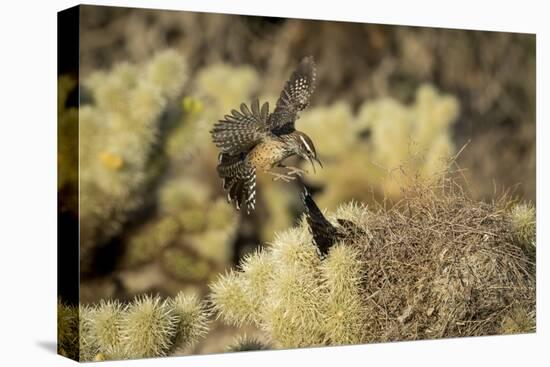 Arizona, Buckeye. Two Cactus Wrens Flying into their Nest-Jaynes Gallery-Premier Image Canvas