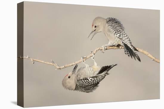 Arizona, Buckeye. Two Male Gila Woodpeckers Interact on Dead Branch-Jaynes Gallery-Premier Image Canvas