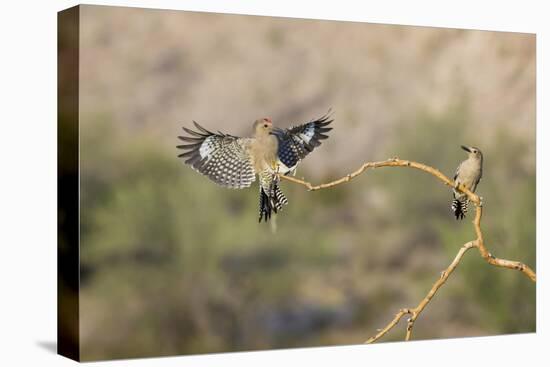 Arizona, Buckeye. Two Male Gila Woodpeckers on Dead Branch-Jaynes Gallery-Premier Image Canvas