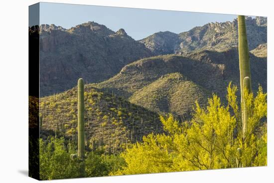 Arizona, Coronado NF. Saguaro Cactus and Blooming Palo Verde Trees-Cathy & Gordon Illg-Premier Image Canvas