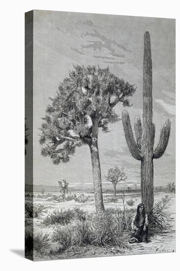Arizona Desert Landscape with Cactus and Yucca Plants, USA, 19th Century-null-Premier Image Canvas