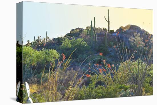 Arizona Desert Plants,USA-Anna Miller-Premier Image Canvas