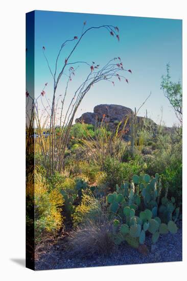 Arizona Desert Plants,USA-Anna Miller-Premier Image Canvas