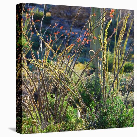 Arizona Desert Plants,USA-Anna Miller-Premier Image Canvas