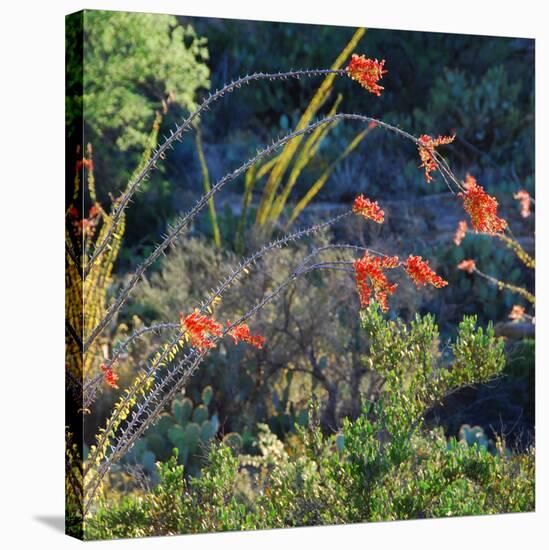 Arizona Desert Plants,USA-Anna Miller-Premier Image Canvas