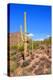 Arizona Desert-Jeni Foto-Premier Image Canvas