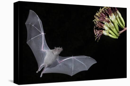 Arizona, Green Valley, Lesser Long-Nosed Bat Drinking Nectar from Agave Blossom-Ellen Goff-Premier Image Canvas