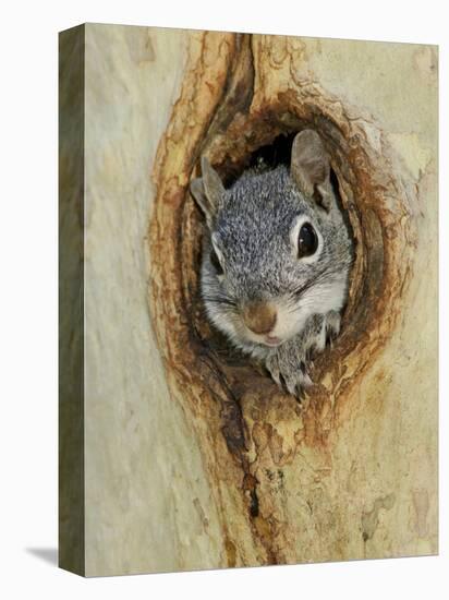 Arizona Grey Squirrel, Ilooking out of Hole in Sycamore Tree, Arizona, USA-Rolf Nussbaumer-Premier Image Canvas