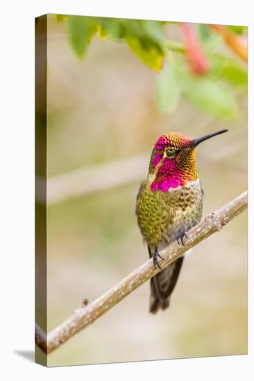 Arizona, Lake Havasu City. Male Anna's Hummingbird Displaying-Jaynes Gallery-Premier Image Canvas