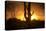 Arizona Landscape, Sunset Saguaro in Silhouette over Desert.-BCFC-Premier Image Canvas