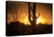 Arizona Landscape, Sunset Saguaro in Silhouette over Desert.-BCFC-Premier Image Canvas