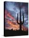 Arizona, Organ Pipe Cactus National Monument, Saguaro Cacti at Sunset-Christopher Talbot Frank-Premier Image Canvas