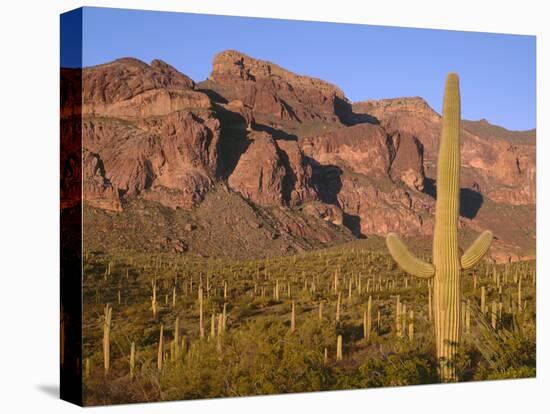 Arizona, Organ Pipe Cactus National Monument-John Barger-Premier Image Canvas