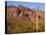 Arizona, Organ Pipe Cactus National Monument-John Barger-Premier Image Canvas