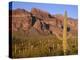 Arizona, Organ Pipe Cactus National Monument-John Barger-Premier Image Canvas