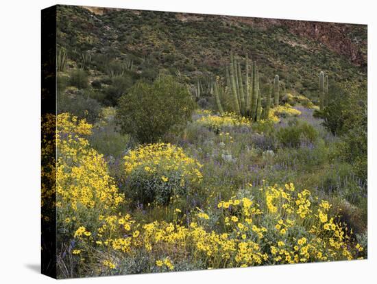 Arizona, Organ Pipe Cactus NM, Wildflowers in the Ajo Mountains-Christopher Talbot Frank-Premier Image Canvas