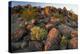 Arizona, Painted Rock Petroglyph Site. Rocks Covered with Petroglyphs-Cathy & Gordon Illg-Premier Image Canvas