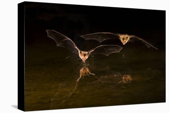 Arizona, Pallid Bat Drinking-Ellen Goff-Premier Image Canvas