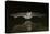 Arizona, Pallid Bat Drinking-Ellen Goff-Premier Image Canvas