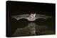 Arizona, Pallid Bat Drinking-Ellen Goff-Premier Image Canvas