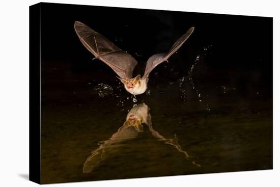 Arizona, Pallid Bat Drinking-Ellen Goff-Premier Image Canvas