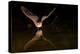 Arizona, Pallid Bat Drinking-Ellen Goff-Premier Image Canvas