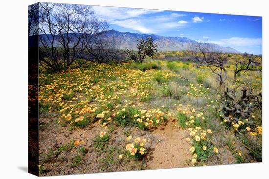 Arizona, Pinaleno Mountains Seen across the Desert Along Highway 191-Richard Wright-Premier Image Canvas