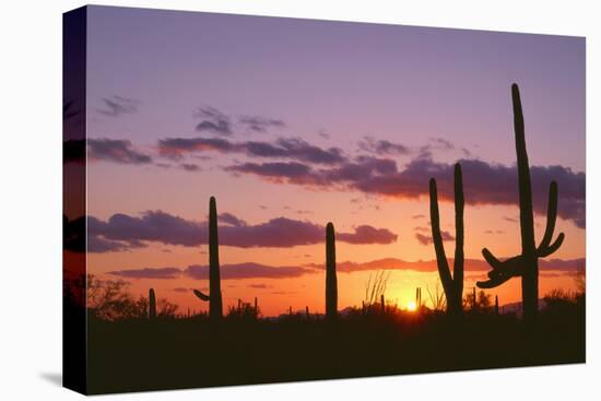 Arizona, Saguaro National Park, Saguaro Cacti are Silhouetted at Sunset in the Tucson Mountains-John Barger-Premier Image Canvas