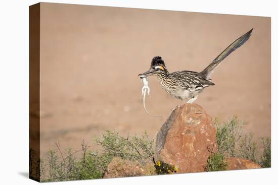 Arizona, Santa Rita Mountains. a Greater Roadrunner on Rock with Prey-Wendy Kaveney-Premier Image Canvas