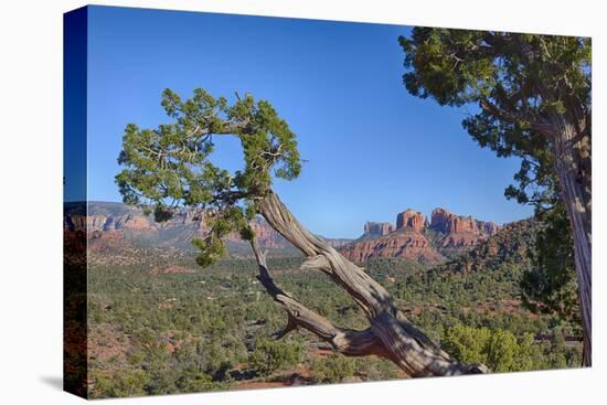 Arizona, Sedona, Red Rock Country, Juniper tree and Cathedral Rock-Jamie & Judy Wild-Premier Image Canvas