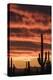 Arizona. Silhouetted saguaro cactus stand against a brilliant sunset sky.-Brenda Tharp-Premier Image Canvas