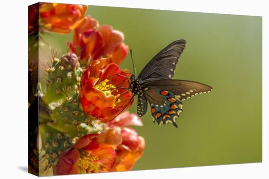 Arizona, Sonoran Desert. Pipevine Swallowtail Butterfly on Blossom-Cathy & Gordon Illg-Premier Image Canvas