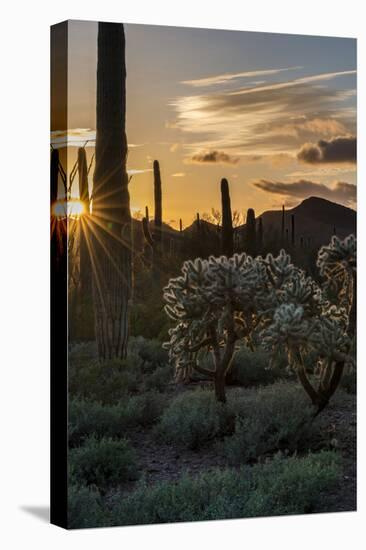 Arizona. Sunset over Desert Habitat, Organ Pipe Cactus National Monument-Judith Zimmerman-Premier Image Canvas