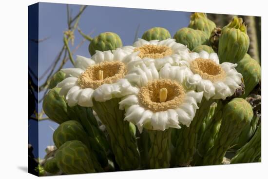 Arizona, Tucson, Tucson Mountain Park-Peter Hawkins-Premier Image Canvas