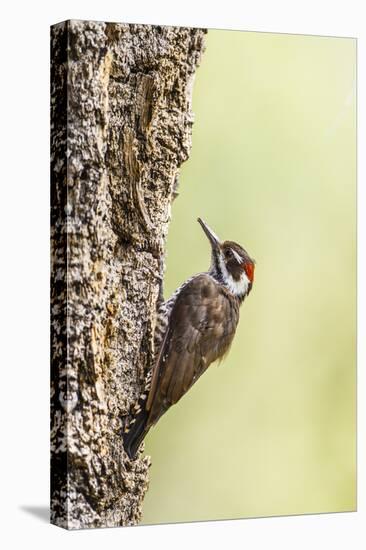 Arizona Woodpecker Male on Juniper Tree-Larry Ditto-Premier Image Canvas