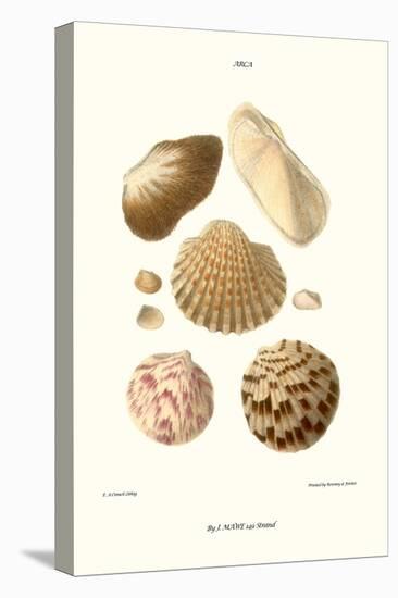 Ark Shells-John Mawe-Stretched Canvas