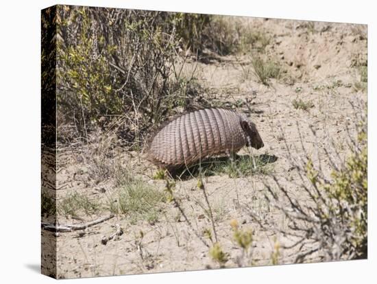 Armadillo, Valdes Peninsula, Patagonia, Argentina, South America-Robert Harding-Premier Image Canvas