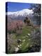 Armenian Church of the Holy Cross, on Akdamar Island, Beside Lake Van, Anatolia, Turkey-Woolfitt Adam-Premier Image Canvas