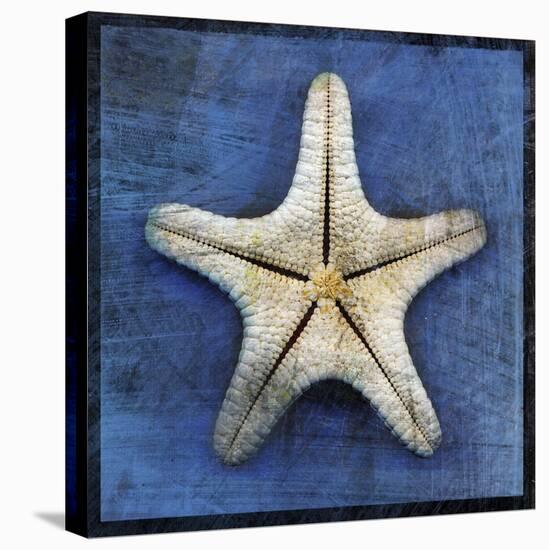 Armored Starfish Underside-John W Golden-Premier Image Canvas